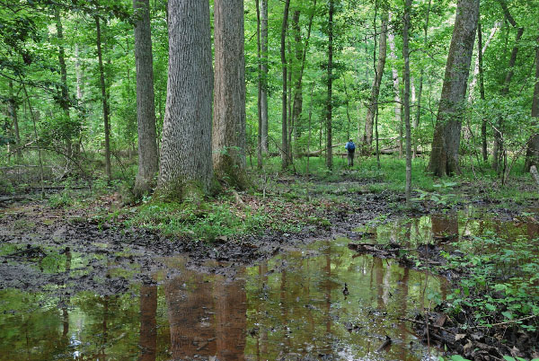 photo of coastal plain depression swamp