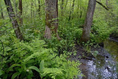 photo of high energy tidal river