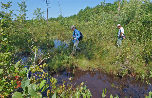 photo of coastal plain depression swamp