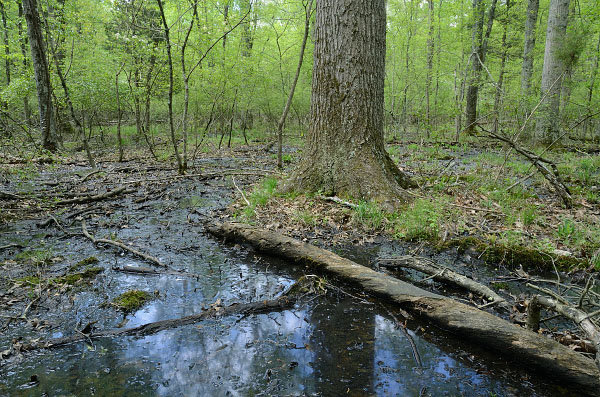 photo of coastal plain depression swamp