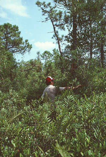 photo of Pond pine woodland/pocosin