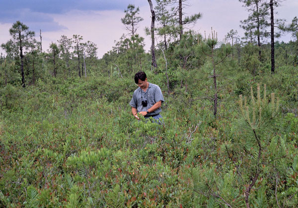 photo of pond pine woodland