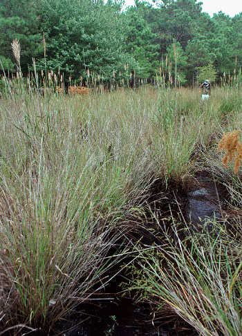 photo of interdune pond