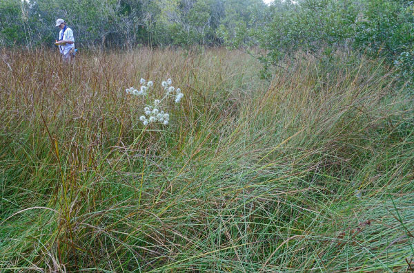 photo of sea level fen