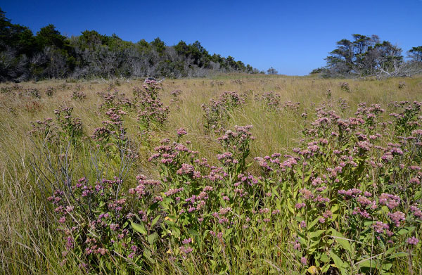 photo of interdune swale