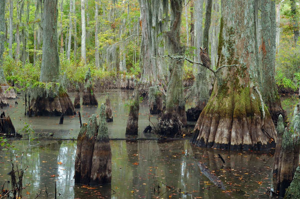 photo of maritime swamp