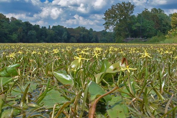 photo of riverine aquatic bed