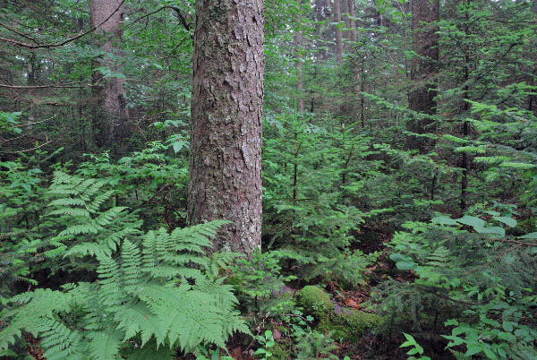 photo of spruce fir forest