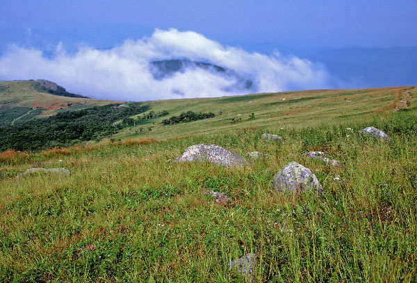 photo of southern appalachian shrub and grass bald