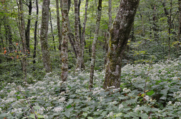 photo of northern hardwood forest