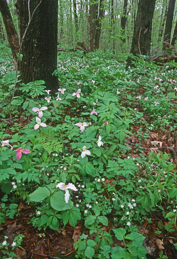 photo of rich mesic forest with Trillium