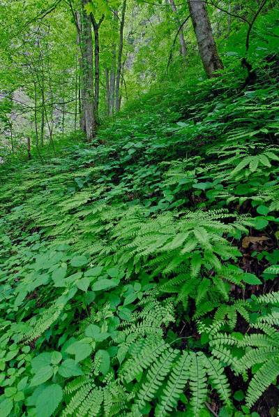 photo of rich cove forest