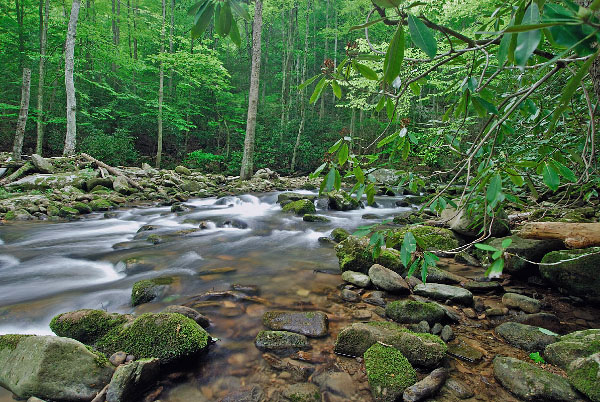 photo of acidic cove forest