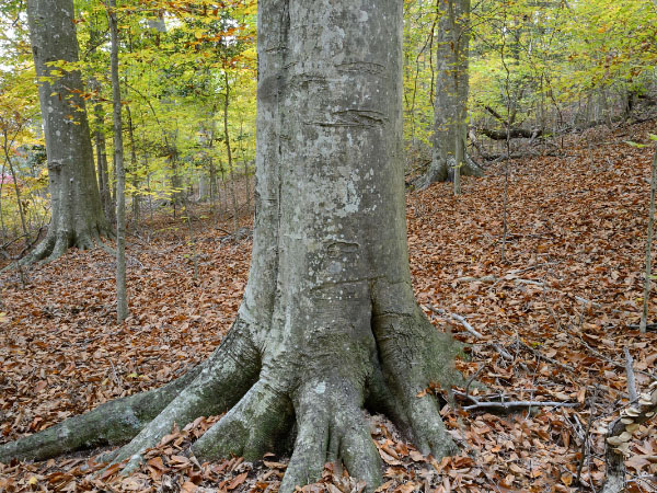 photo of mesic mixed hardwood forest