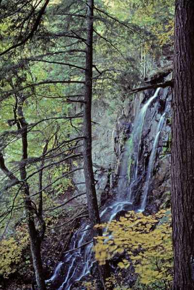 photo of eastern hemlock hardwood forest