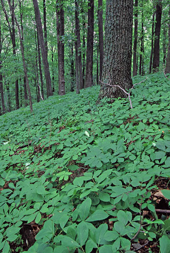 photo of oak forest with wild sarsaparilla