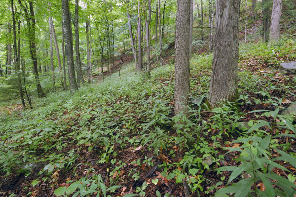 photo of montane dry and dry mesic calcareous forest