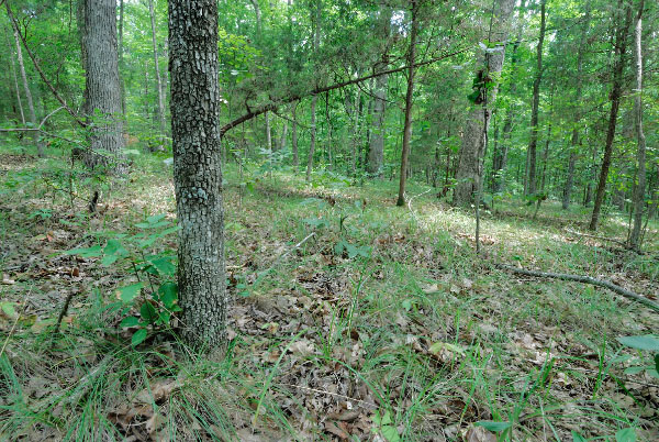 photo of piedmont hardpan forest