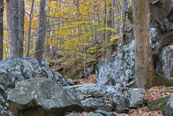 photo of low elevation boulderfield forest