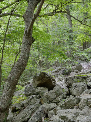 photo of low elevation boulderfield forest