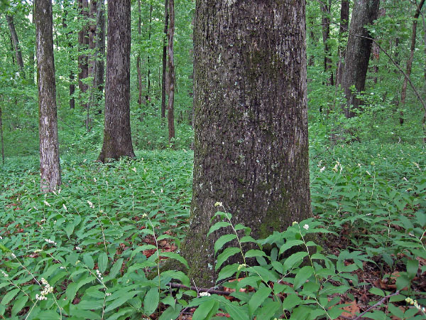 photo of low elevation boulderfield forest