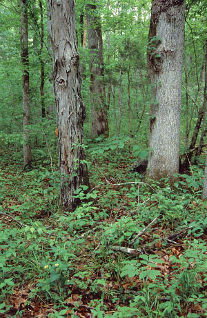 photo of dry mesic calcareous forest