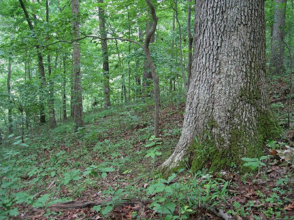 photo of low elevation boulderfield forest