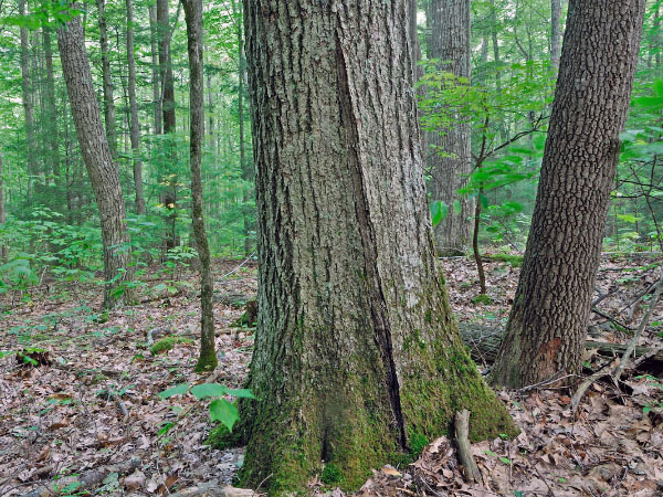 photo of montane mixed oak hickory forest