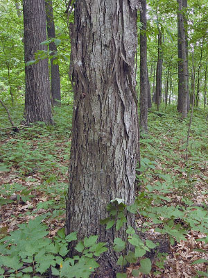 photo of dry mesic calcareous forest