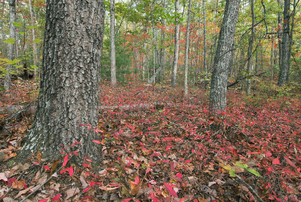 photo of low elevation boulderfield forest