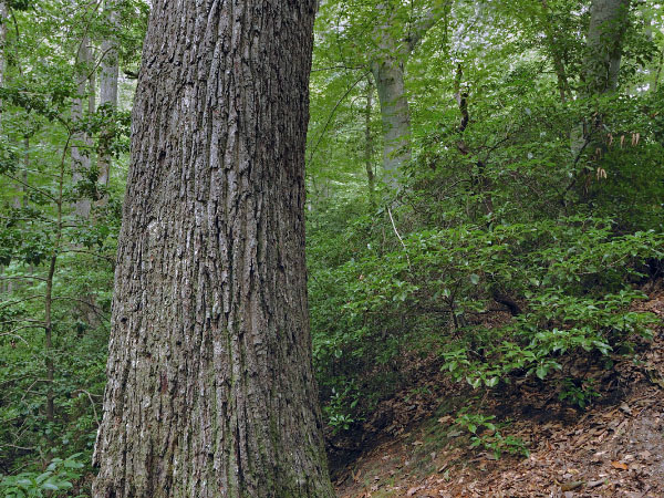 photo of oak beech heath forest