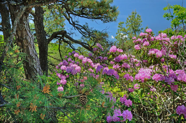 photo of pine oak heath woodland