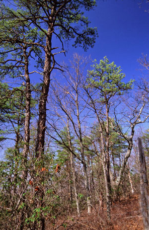 photo of low elevation boulderfield forest