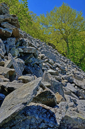 photo of low elevation boulderfield forest