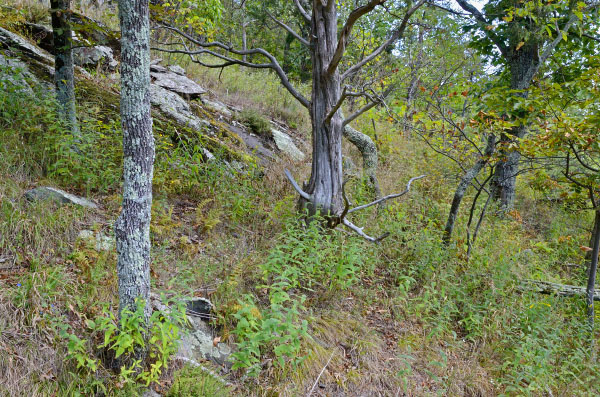 photo of mountain piedmont basic woodland