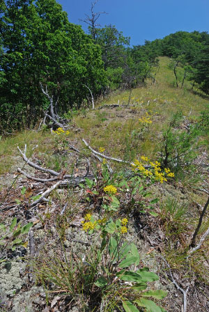 photo of low elevation boulderfield forest