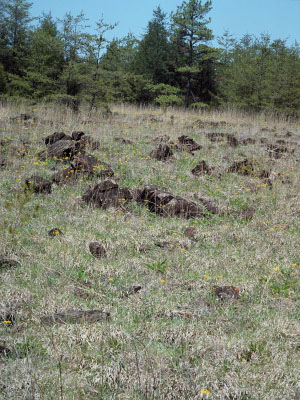 photo of low elevation boulderfield forest