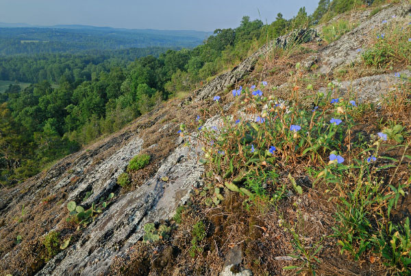 photo of low elevation outcrop barren