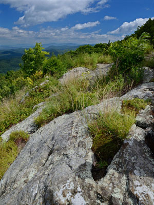 photo of low elevation boulderfield forest