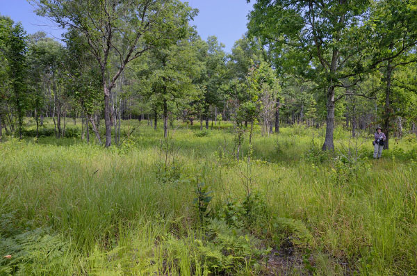 photo of oak hickory woodland