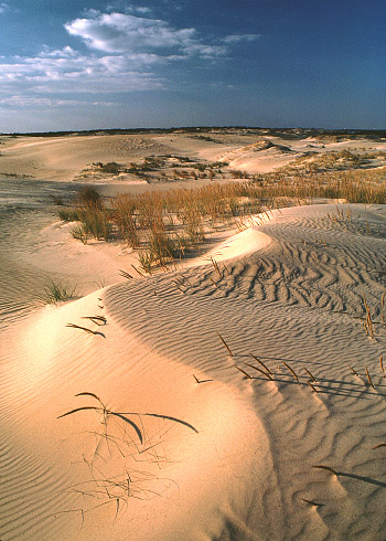 photo of shifting dunes and dune grasses
