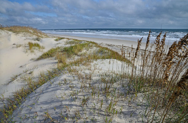 photo of maritime dune grassland