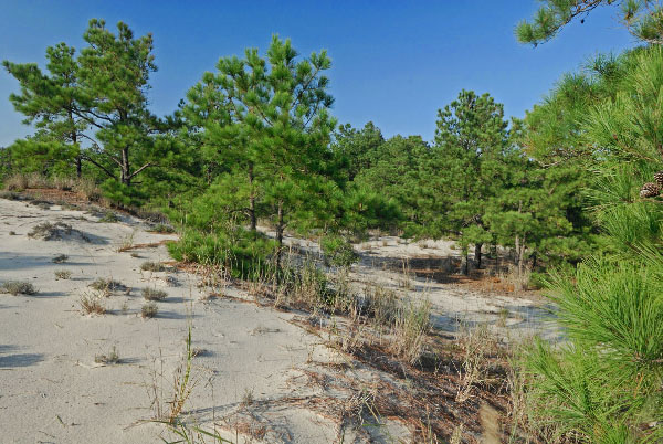 photo of maritime dune woodland