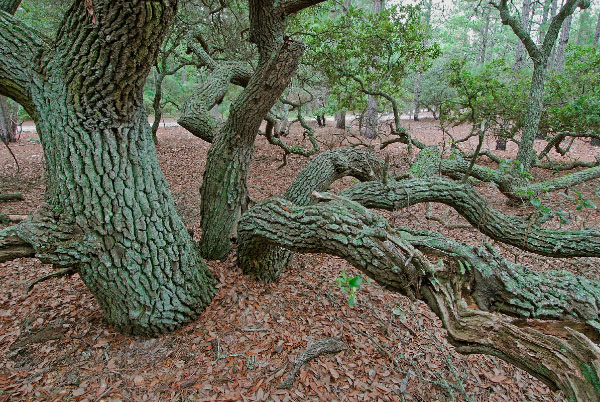 photo of maritime upland forest