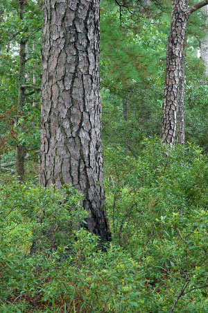 photo of low elevation boulderfield forest