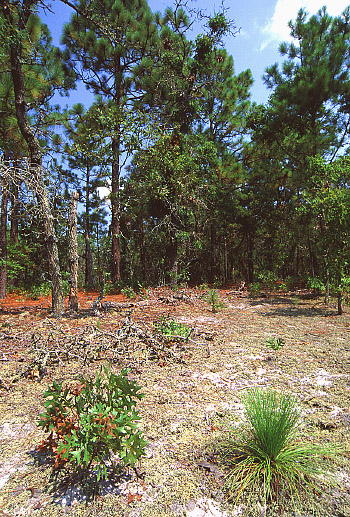 photo of sandhill with Longleaf pine and Turkey oak