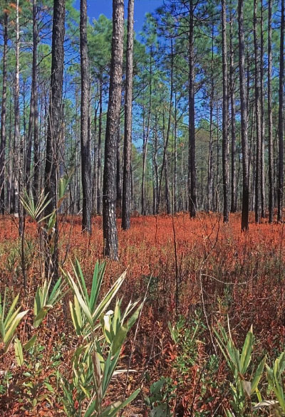 photo of sandhill and fluvial terrace woodland