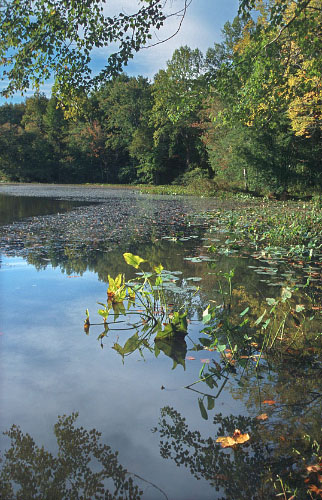 photo of aquatic vegetation