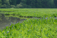 Tidal Freshwater Marsh (Arrow-Arum - Pickerelweed Type) – CEGL004706