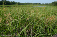 Tidal Freshwater Marsh (Southern Wild Rice Type) – CEGL004705